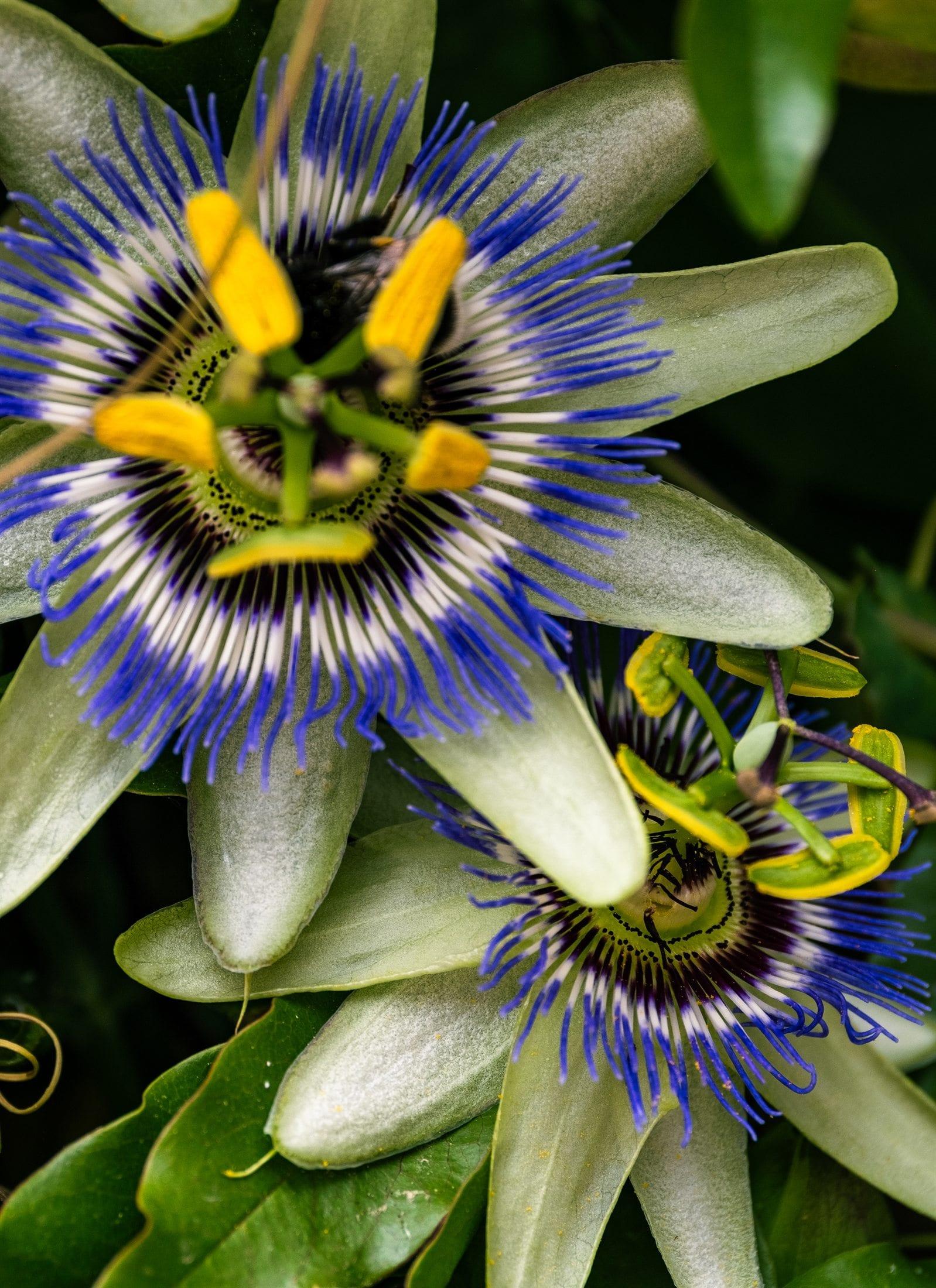 Close study of a passion flower, blue and violet against dark leaves